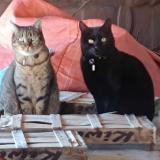 Picture of cat lost at La Roche Chalais