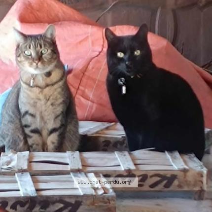 Photo 1/2 Patapouf Chat lost in La roche chalais