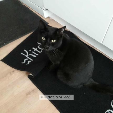 Photo 2/2 Patapouf Chat lost in La roche chalais
