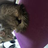 Picture of cat found at Villeneuve Saint Georges