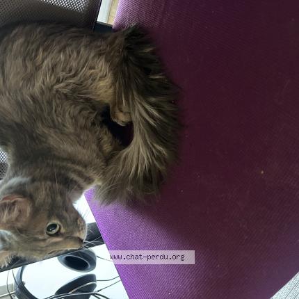 Photo 1/1 Found cat Found in Villeneuve saint georges