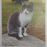 Picture of cat lost at Nersac