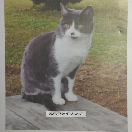 Photo 1/1 KODA Chat lost in Nersac