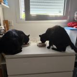 Picture of cat lost at La Plaine Sur Mer