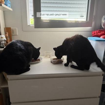 Photo 1/1 Pépin Chat lost in La plaine sur mer