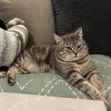 Picture of cat lost at Audincourt