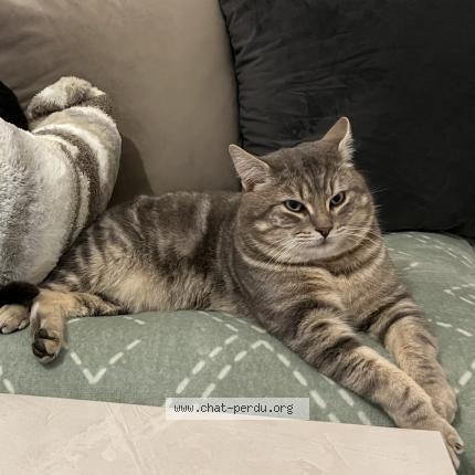 Photo 1/1 Bibouch Chat lost in Audincourt