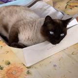 Picture of cat lost at Orange