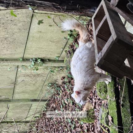 Photo 1/1 Found cat Found in Le vieux marche