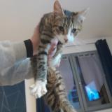 Picture of cat found at Yebleron