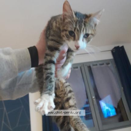 Photo 1/1 Found cat Found in Yebleron