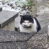 Picture of cat found at Strasbourg
