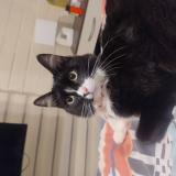 Picture of cat lost at Machali