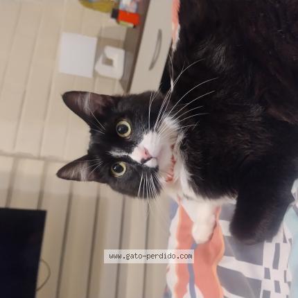 Photo 1/1 Missu Chat lost in Machali