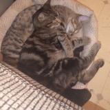 Picture of cat lost at Surprise