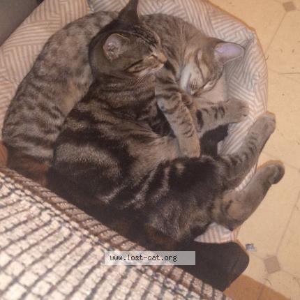 Photo 1/1 Booger Chat lost in Surprise