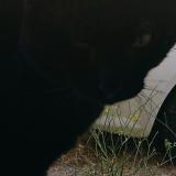 Picture of cat lost at Bages