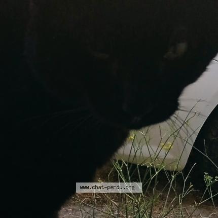 Photo 1/1 Diablo Chat lost in Bages