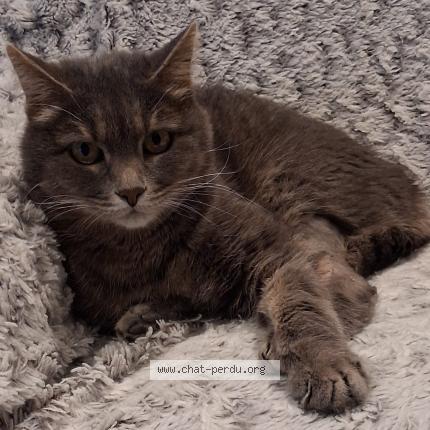 Photo 1/1 Mimi Chat lost in Bretigny