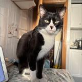 Picture of cat lost at Albacete