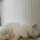 Picture of cat found at Draguignan