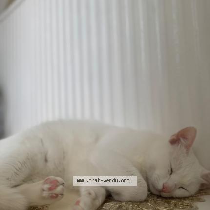 Photo 1/1 Cat reunited Found in Draguignan