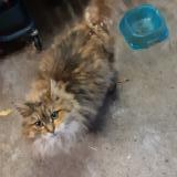 Picture of cat found at Orcier