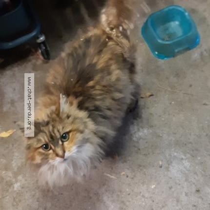 Photo 1/1 Found cat Found in Orcier