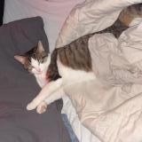 Picture of cat lost at Courcelles