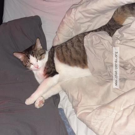 Photo 1/1 Gaia Chat lost in Courcelles