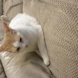 Picture of cat lost at Plouezec