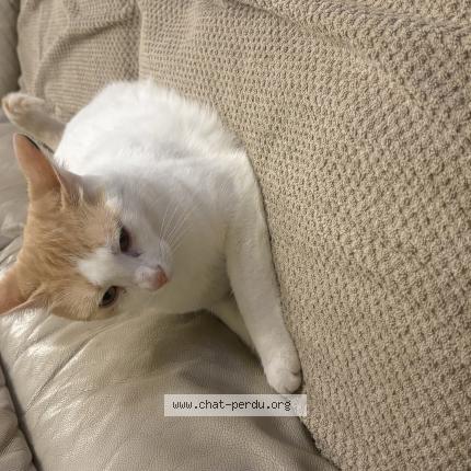 Photo 1/1 Winnie Chat lost in Plouezec