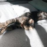 Picture of cat lost at Begles