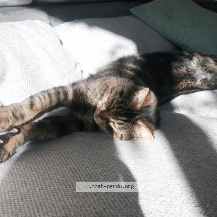 Photo 1/1 Crabe Chat lost in Begles