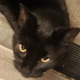 Picture of cat found at Bridge City