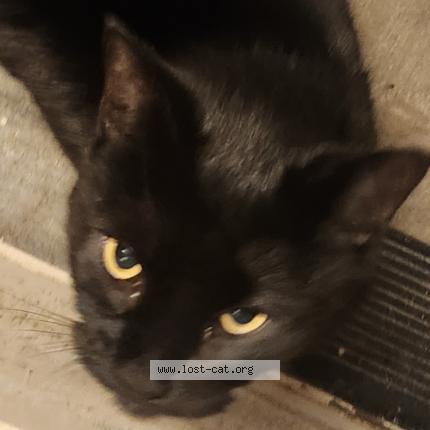 Photo 1/1 Found cat Found in Bridge city