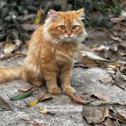 Photo 1/1 Kiro Chat lost in Mumbai