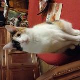 Picture of cat lost at Les Issambres