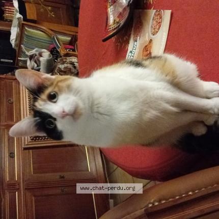 Photo 1/1 Tulipe Chat lost in Les issambres