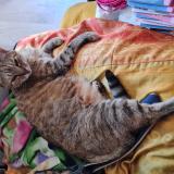 Picture of cat lost at Cunac