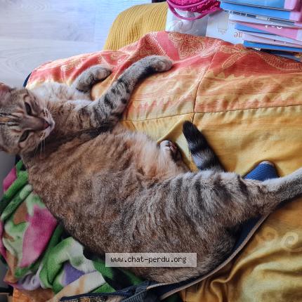 Photo 1/1 Minette Chat lost in Cunac