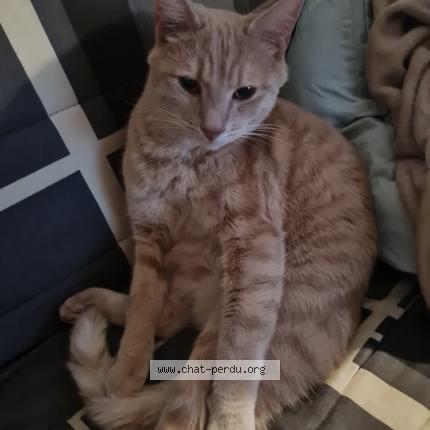 Photo 1/1 Chatouille Chat lost in Besancon