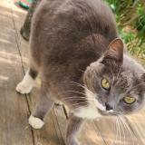 Picture of cat found at St Mathieu De Treviers