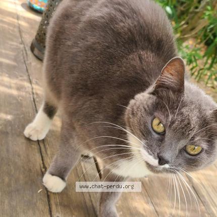 Photo 1/1 Found cat Found in St mathieu de treviers