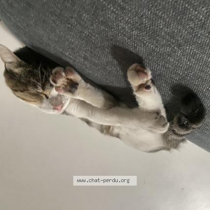 Photo 1/1 Snoopy Chat lost in Septemes les vallons