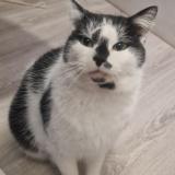 Picture of cat found at Gex