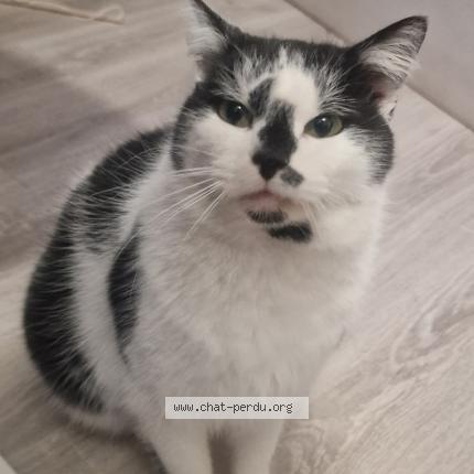 Photo 1/1 Found cat Found in Gex