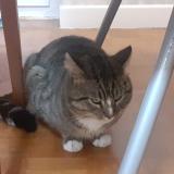 Picture of cat found at Cournon