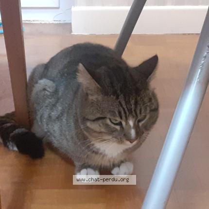 Photo 1/1 Found cat Found in Cournon