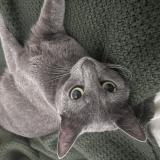 Picture of cat lost at Marseille